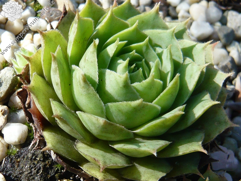 tectorum var. tectorum (decoloratum) from Culoz