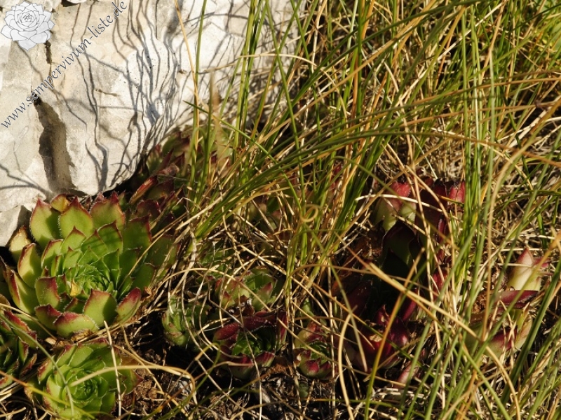 marmoreum ssp. marmoreum (dinaricum) from Voša