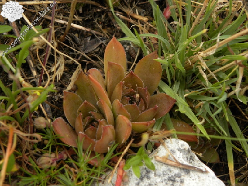 marmoreum ssp. marmoreum from Cheile Turzii (oben)