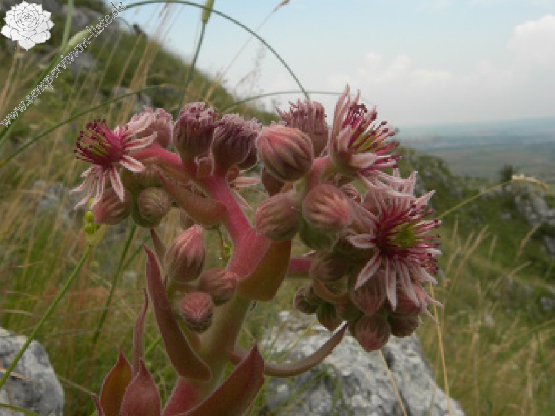 marmoreum ssp. marmoreum from Cheile Turzii (oben)