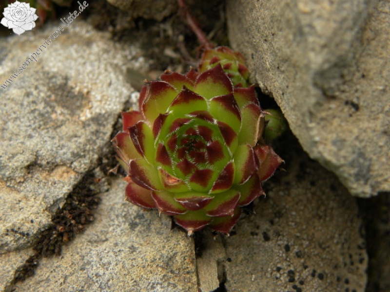 marmoreum ssp. marmoreum from Valušnica (Mitte)