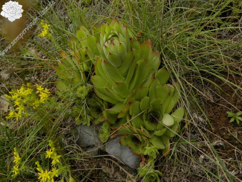 marmoreum ssp. marmoreum from Pernik