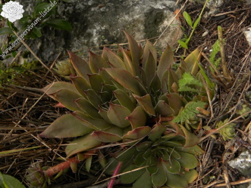 marmoreum ssp. marmoreum from Cheile Turzii (oben)