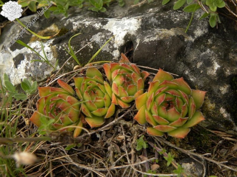 marmoreum ssp. marmoreum from Cheile Turzii (oben)
