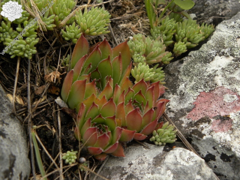 marmoreum ssp. marmoreum from Cheile Turzii (oben)