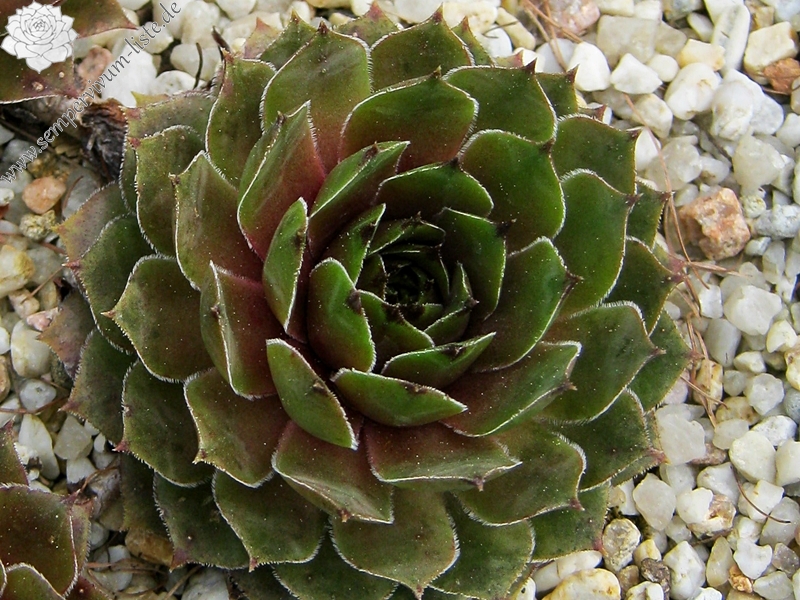 Benala
