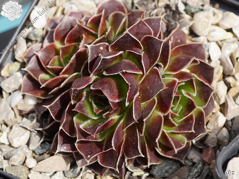 Babuyan Claro / Jovi