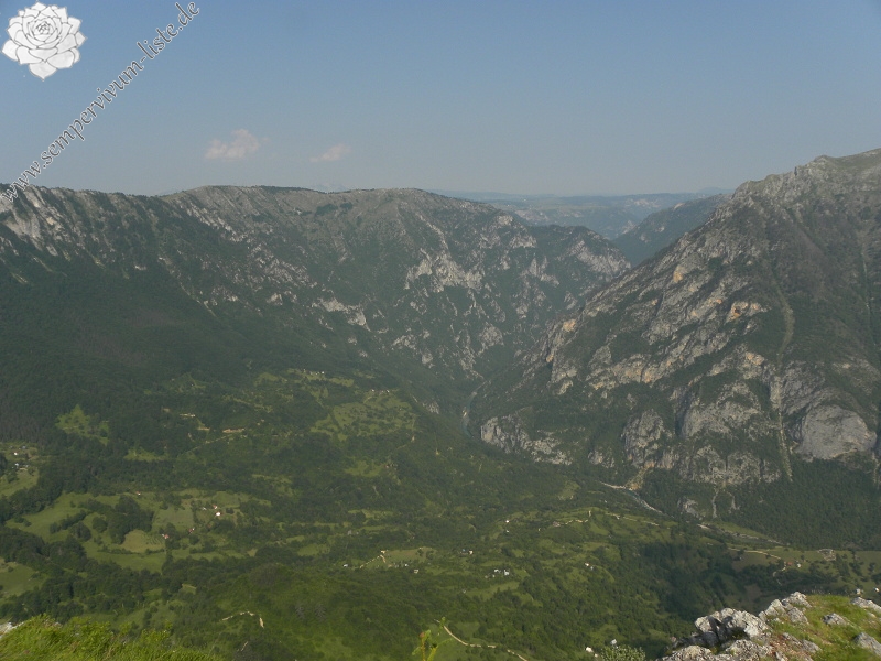 marmoreum ssp. marmoreum from Ćurovac, Aussicht