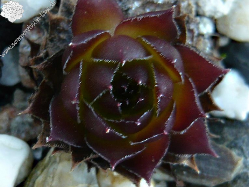 marmoreum ssp. marmoreum (balcanicum)