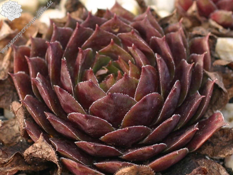 marmoreum ssp. marmoreum (rubicundum)