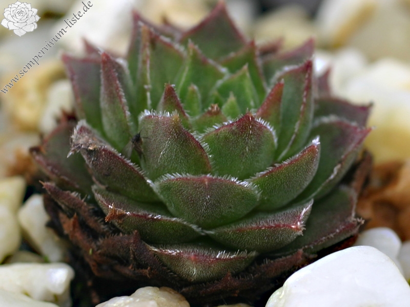 marmoreum ssp. reginae-amaliae from Kambeecho No. 1