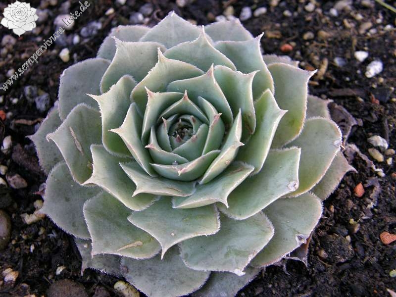 tectorum var. tectorum (decoloratum) from Culoz