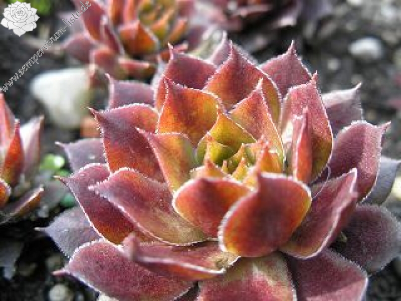 marmoreum ssp. marmoreum (rubicundum)