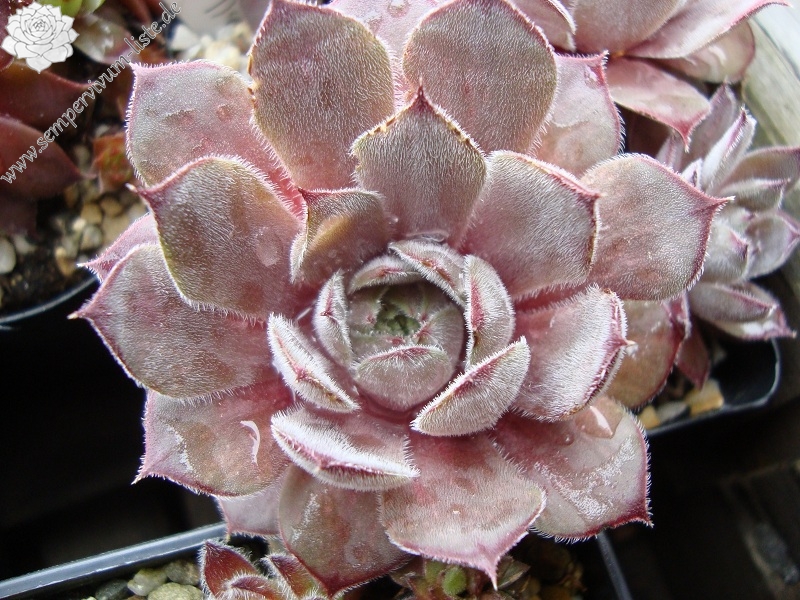 Belladonna