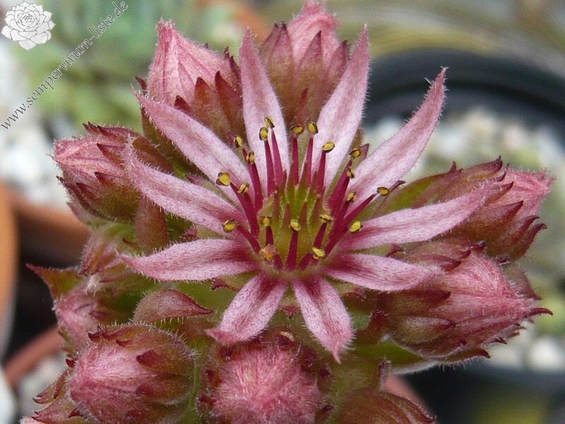 tectorum var. tectorum (rhenanum)