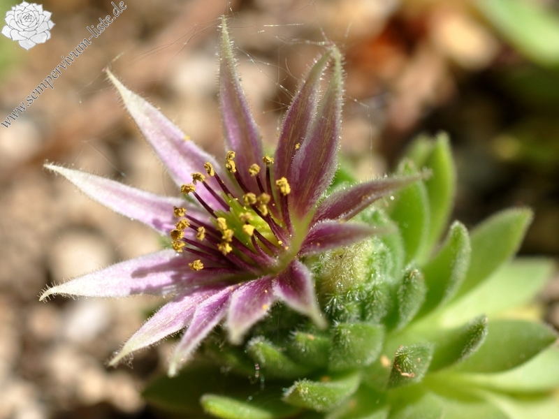 montanum from Furkapass