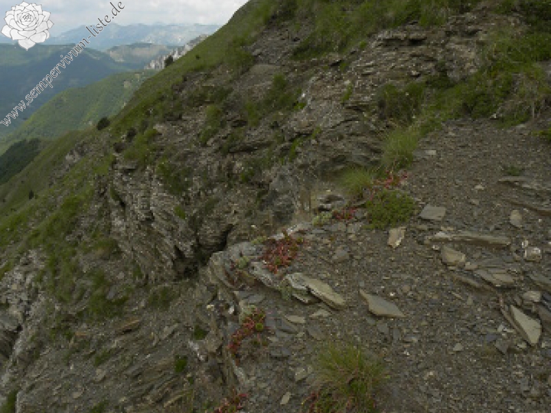 marmoreum ssp. marmoreum from Valušnica (Westen)