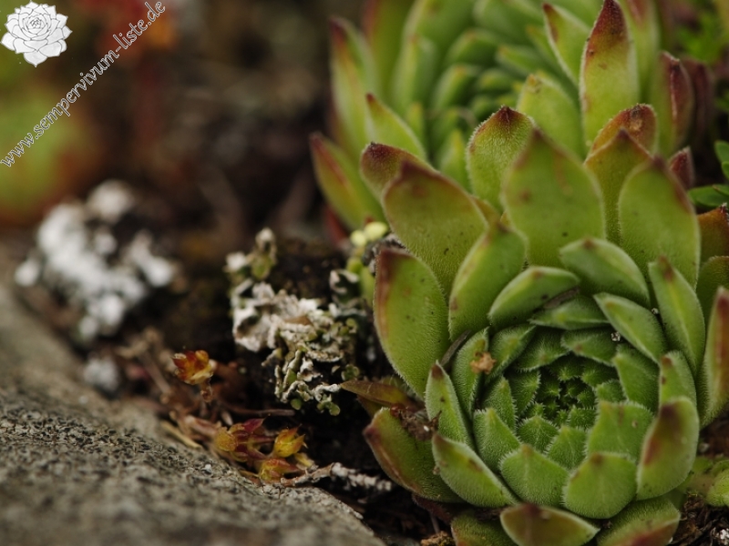 marmoreum ssp. reginae-amaliae (macedonicum) from Stogovo planina