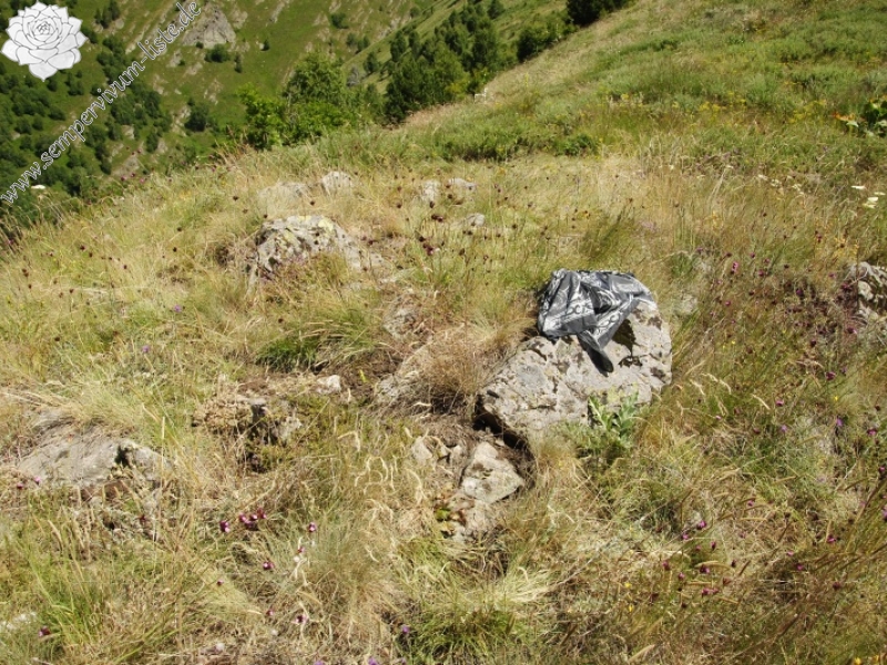 marmoreum ssp. erythraeum from Dalgia Rid, Mitte
