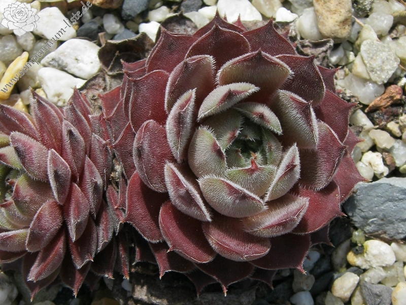 Belladonna
