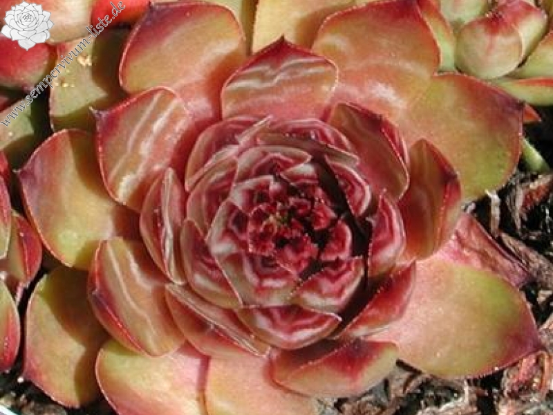 tectorum var. tectorum (triste)