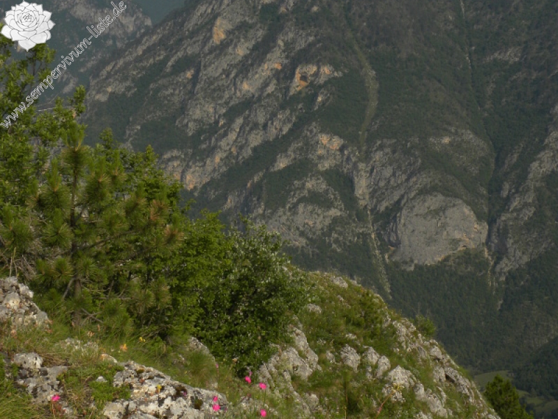 marmoreum ssp. marmoreum from Ćurovac, Aussicht