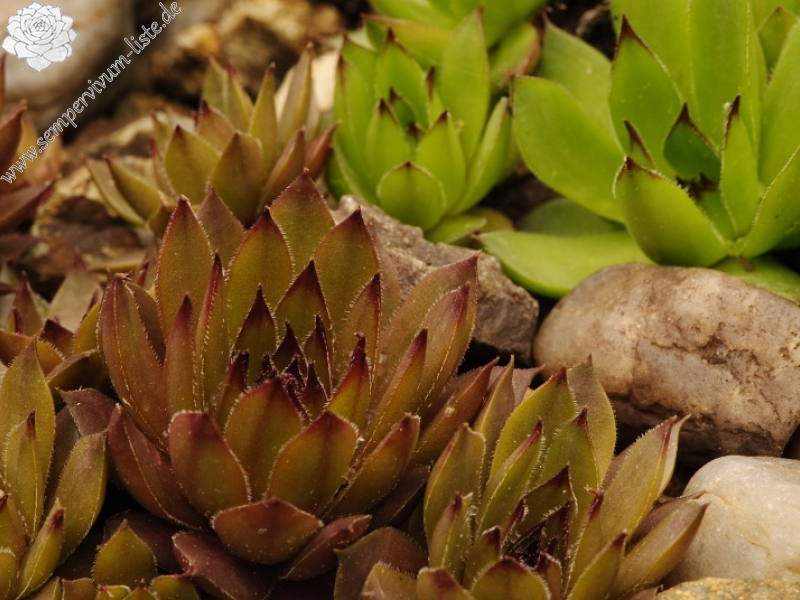 marmoreum ssp. marmoreum from Cheile Turzii (oben)