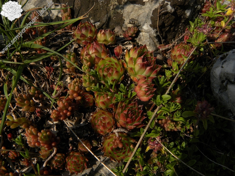 marmoreum ssp. marmoreum from Urdeni Do, Straße