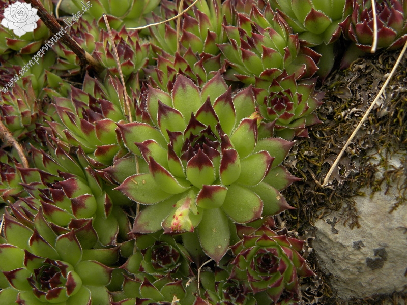marmoreum ssp. marmoreum from Mliječni do, Ende