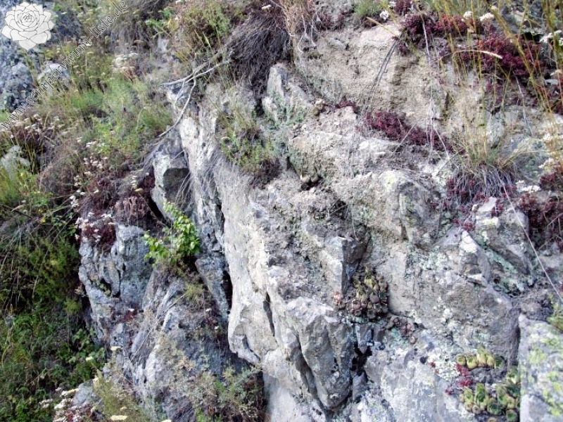marmoreum ssp. erythraeum from Beli Iskar