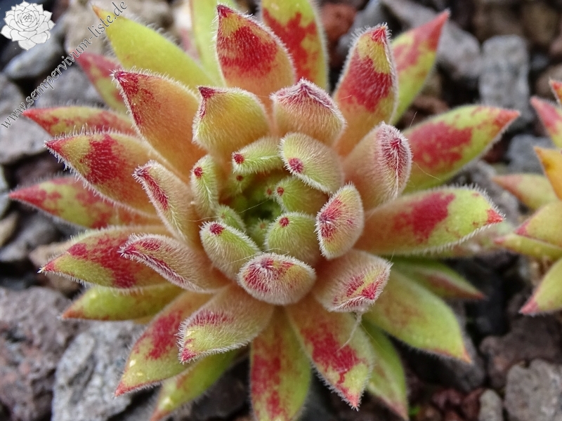 Befreckled