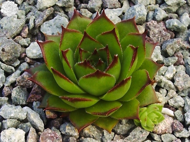 Bechleri Ural Turmalin