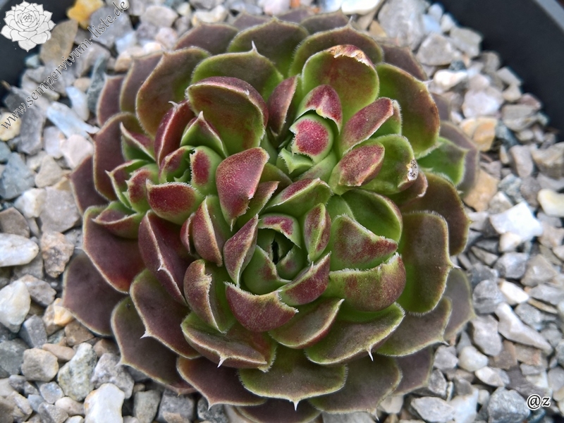Barbara / Jovi