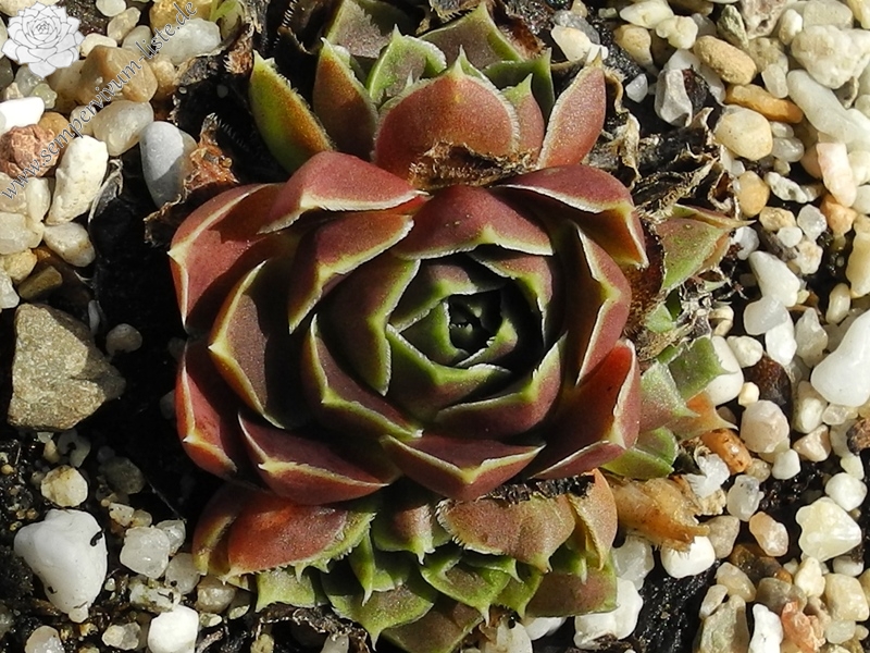 Ballet Dancer / Jovi