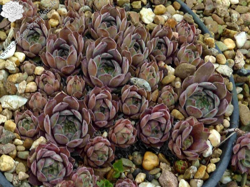 Belladonna