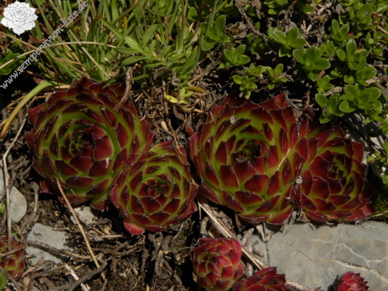 marmoreum ssp. marmoreum from Kom Vasojevićki (Abhang)