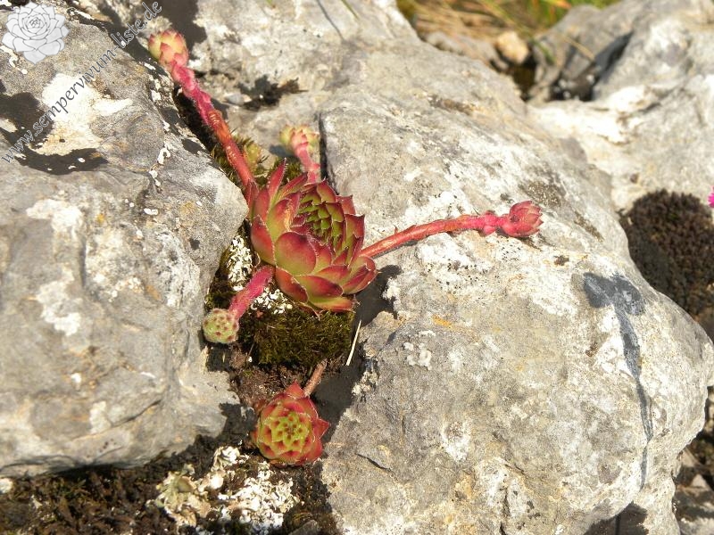 marmoreum ssp. marmoreum from Ćurovac, Aussicht