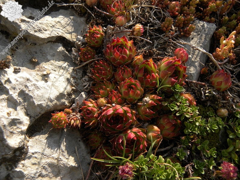 marmoreum ssp. marmoreum from Urdeni Do, Straße