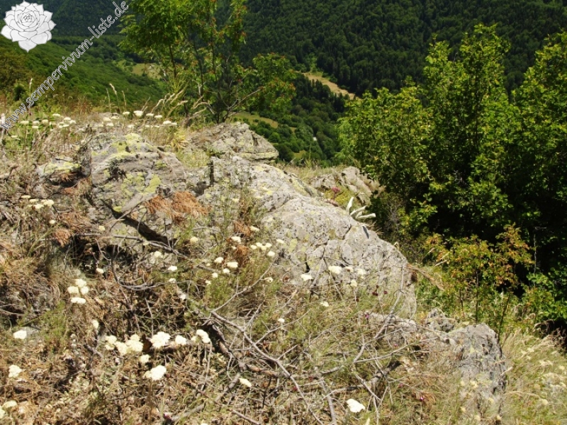 marmoreum ssp. erythraeum from Dalgia Rid, unten