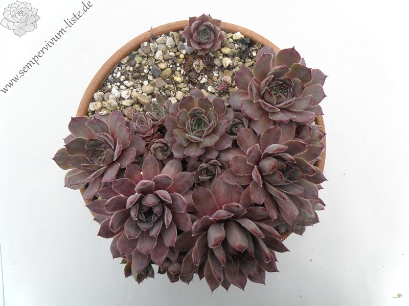 Belladonna