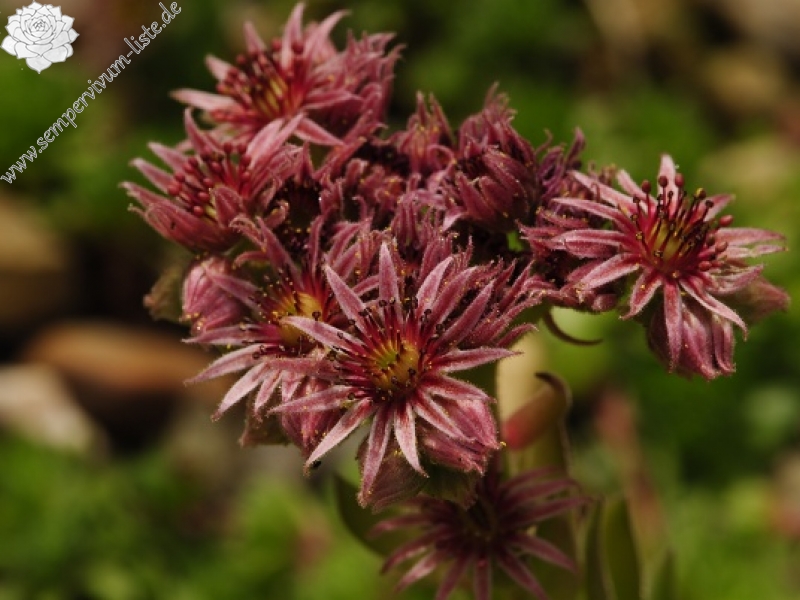 marmoreum ssp. reginae-amaliae (macedonicum) from Stogovo planina