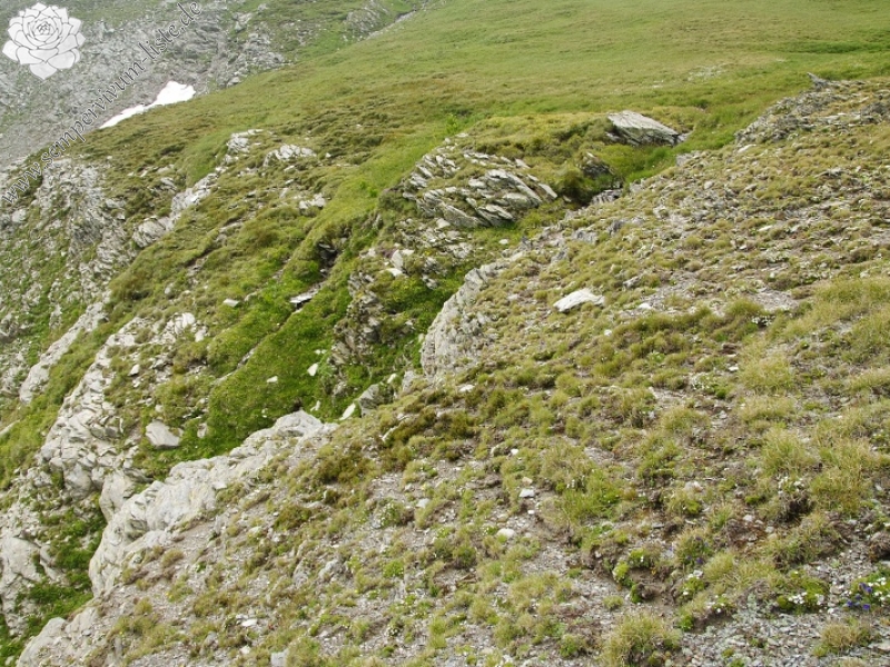 marmoreum ssp. reginae-amaliae (macedonicum) cf. from Golem Korab, Abhang