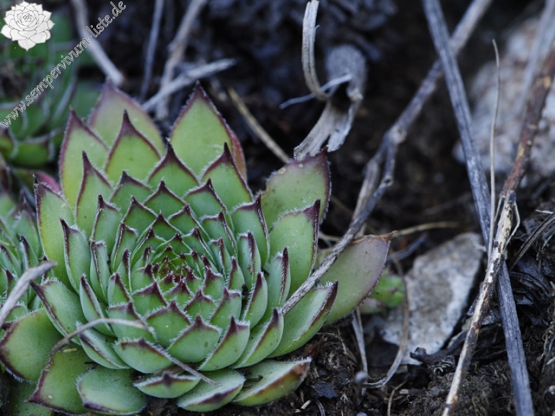 marmoreum ssp. marm. (assimile) cf. from Izvidnica, östl. Abhang 2