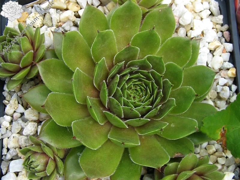 Benala