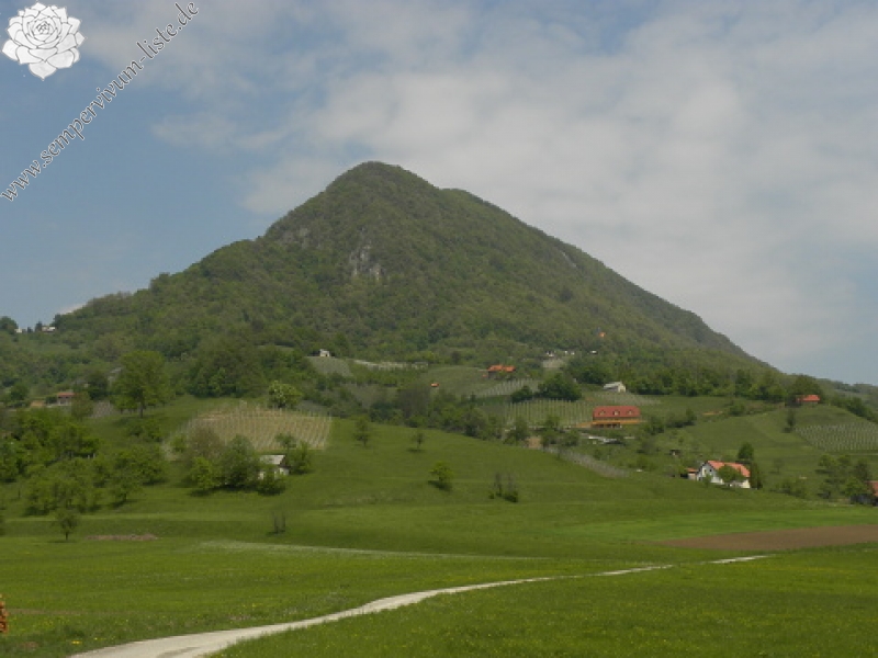 wulfenii ssp. juvanii from Donačka gora