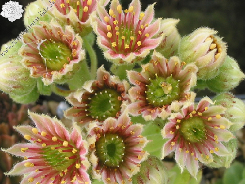 montanum ssp. burnatii