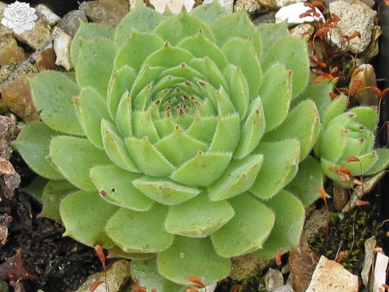 montanum ssp. burnatii