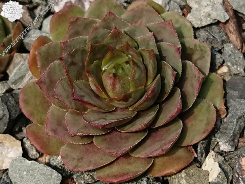 Cheburashka
