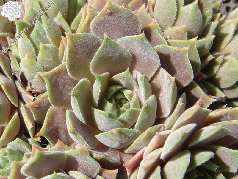 marmoreum ssp. erythraeum