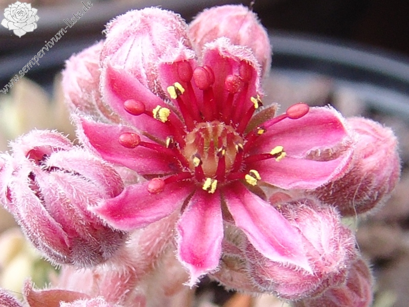 marmoreum ssp. erythraeum from Rilagebirge